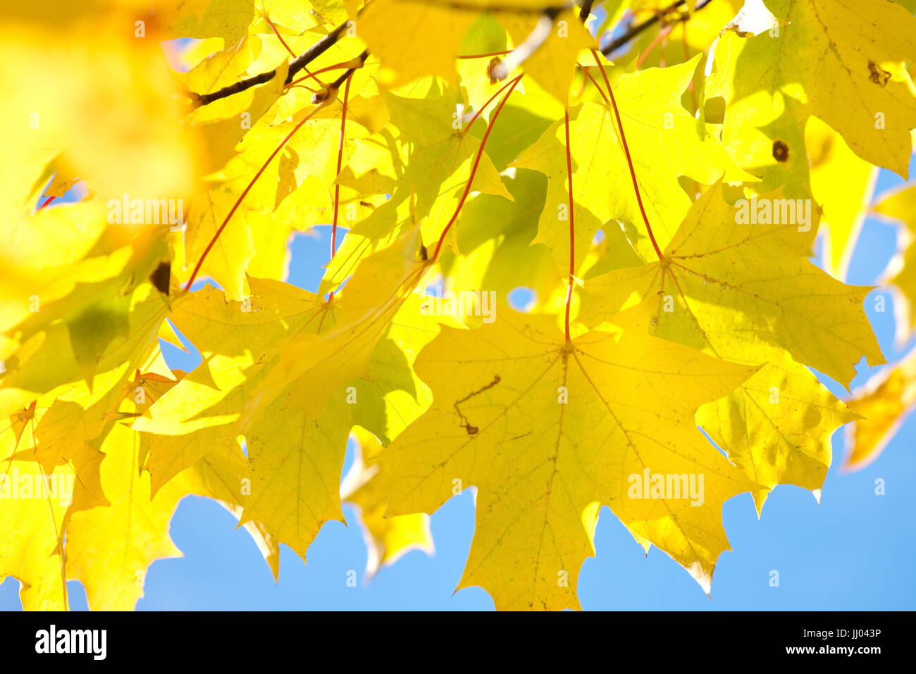 Background of colorful autumn leaves on forest floor Stock Photo - Alamy
