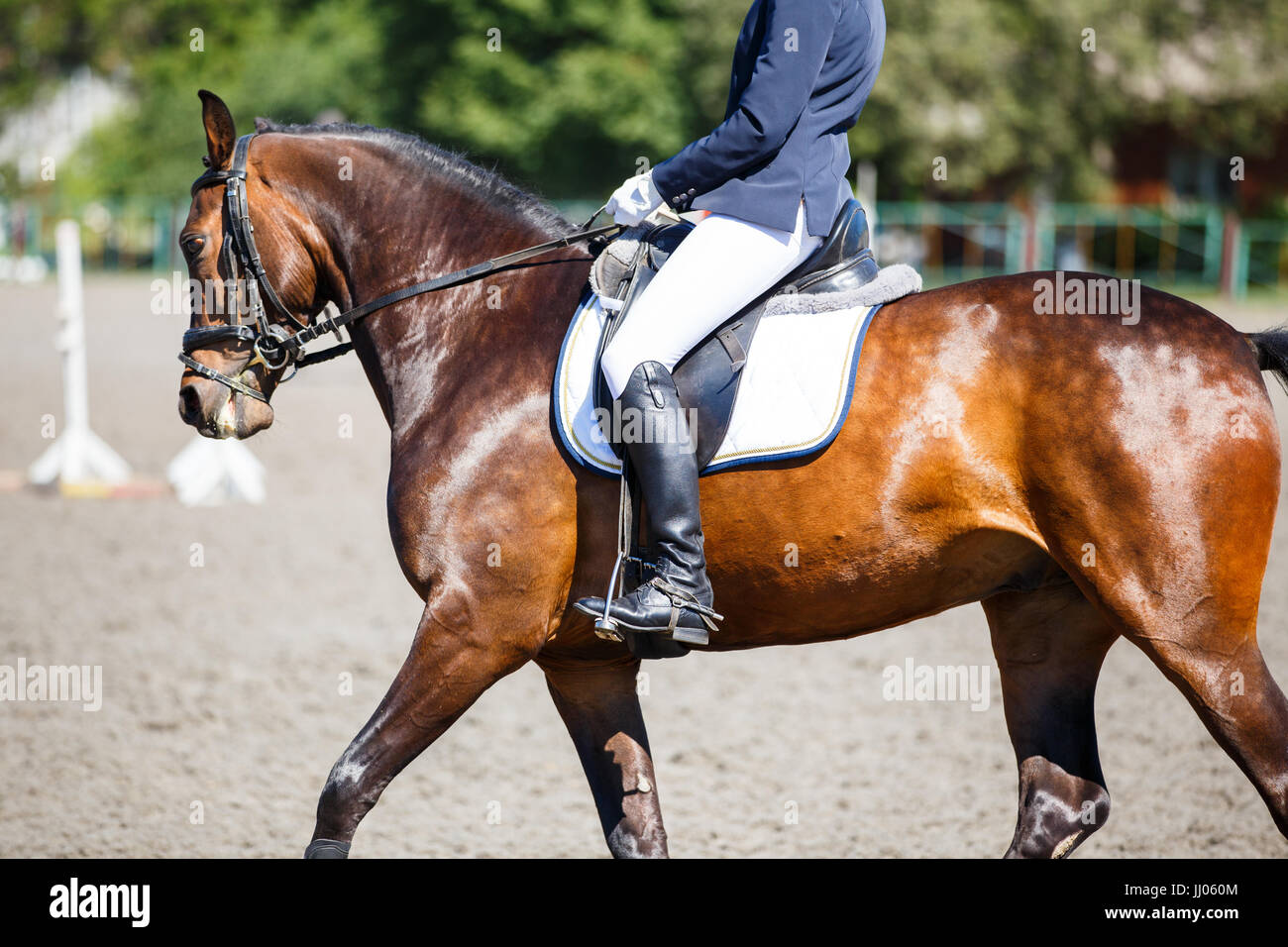 Close up image of horse with rider at dressage equestrian sports