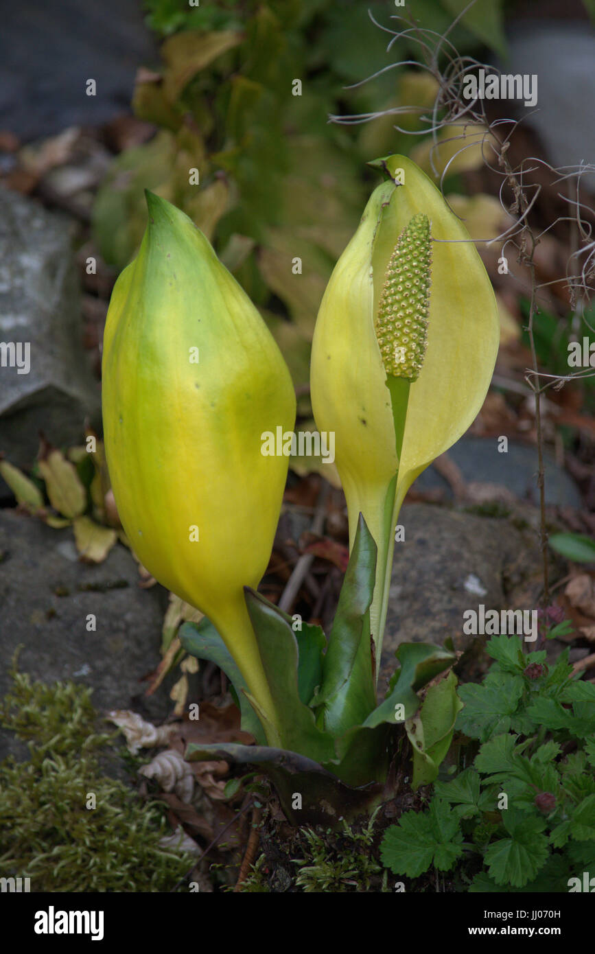 Arum lily flowers Stock Photo Alamy