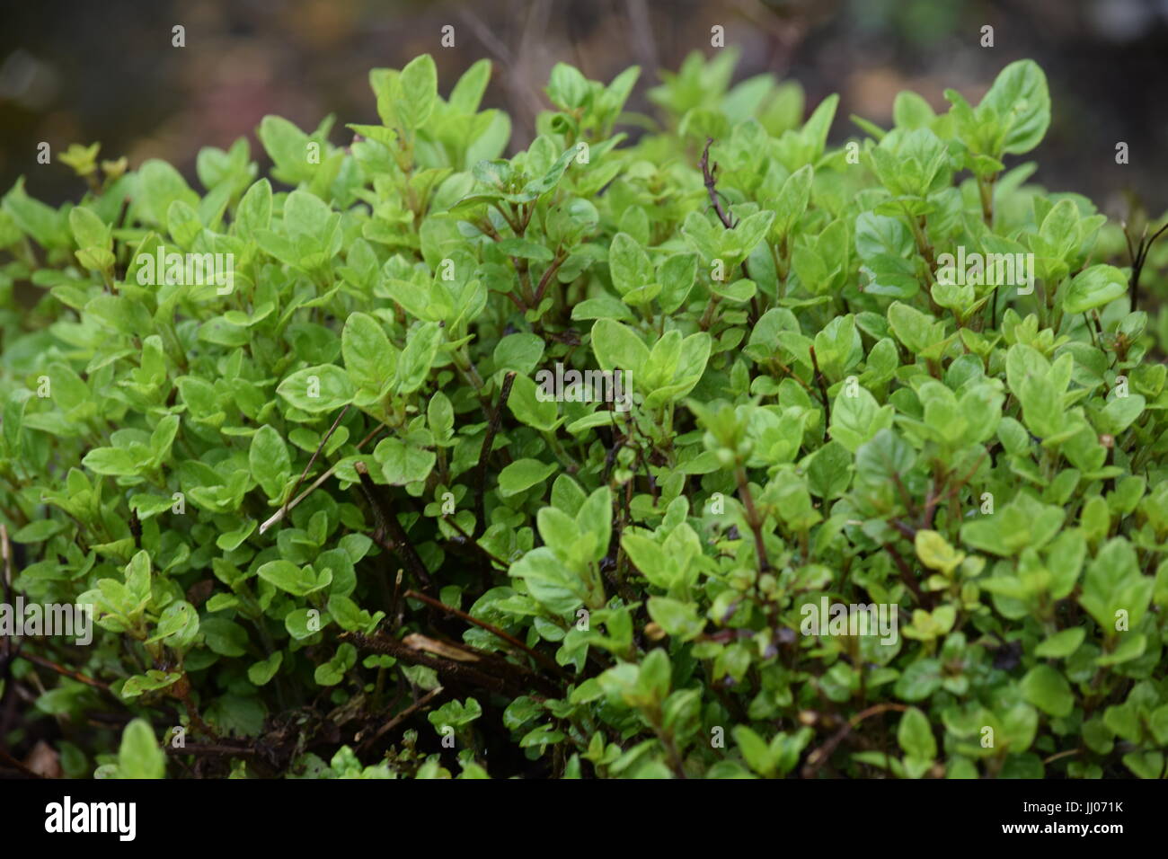 Golden marjoram hires stock photography and images Alamy