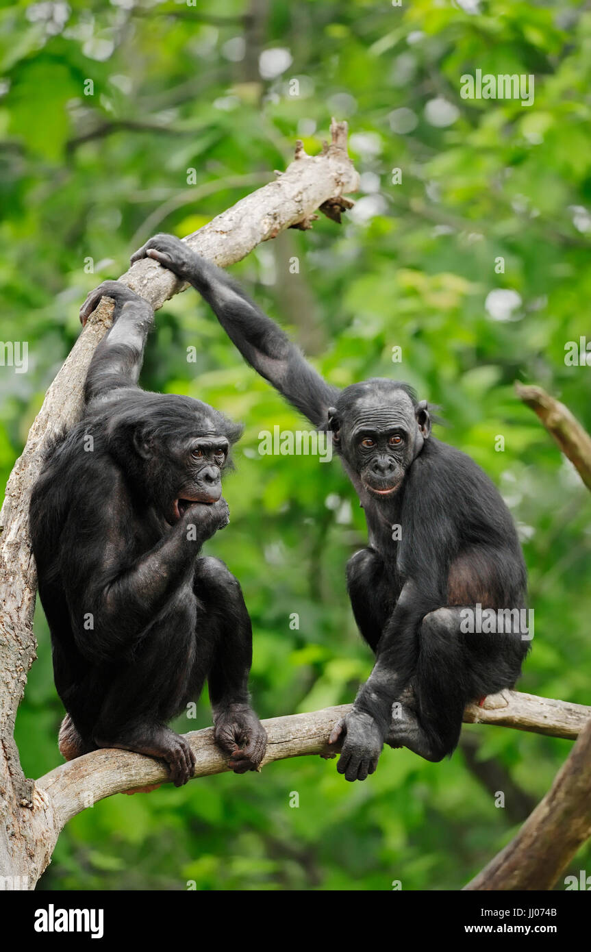 Bonobo / (Pan paniscus) / Pygmy Chimpanzee | Bonobo / (Pan paniscus) / Zwergschimpanse Stock Photo