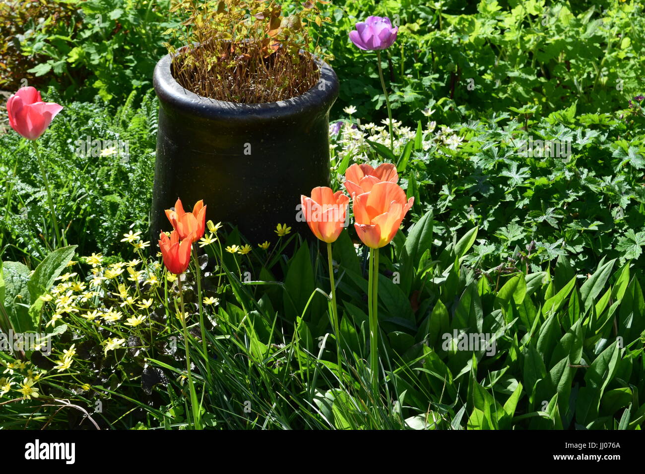 Chimney pot plant hires stock photography and images Alamy