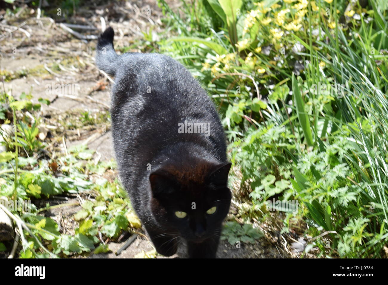 Black cat in a garden Stock Photo - Alamy