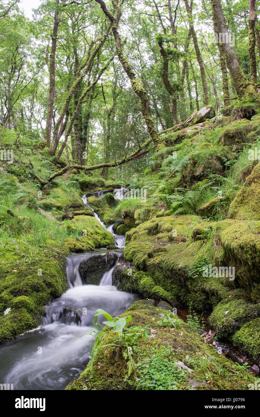 Woodland mindfulness hi-res stock photography and images - Alamy