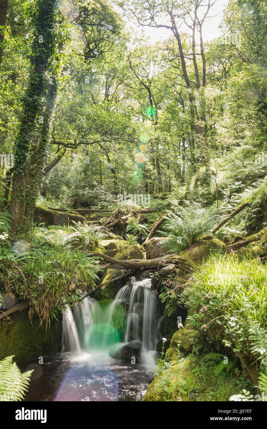 Beautiful waterfall in the forest Stock Photo - Alamy