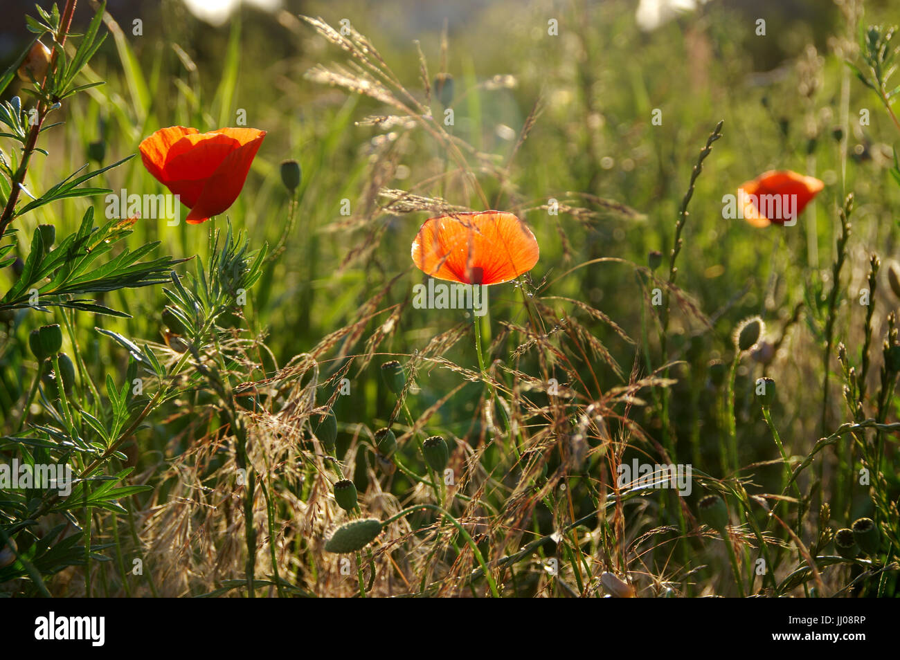 Red sorrel or sour weed hires stock photography and images Alamy