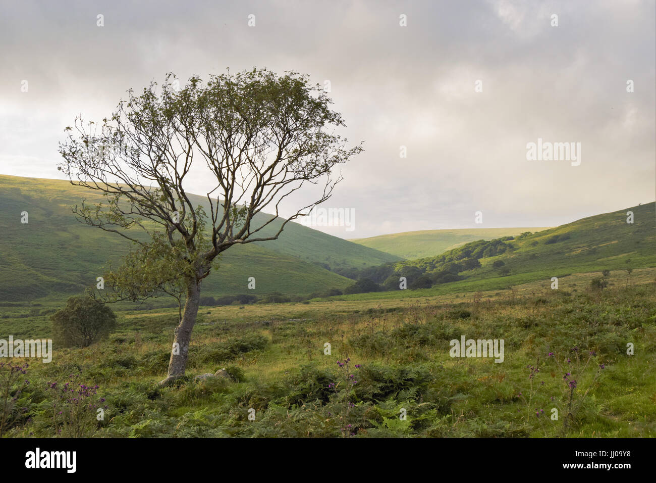 Tree valleys hi-res stock photography and images - Alamy
