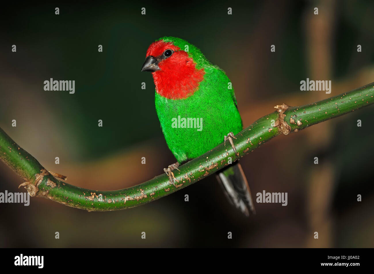 Redthroated Parrot Finch / (Amblynura psittacea) Rotkopf