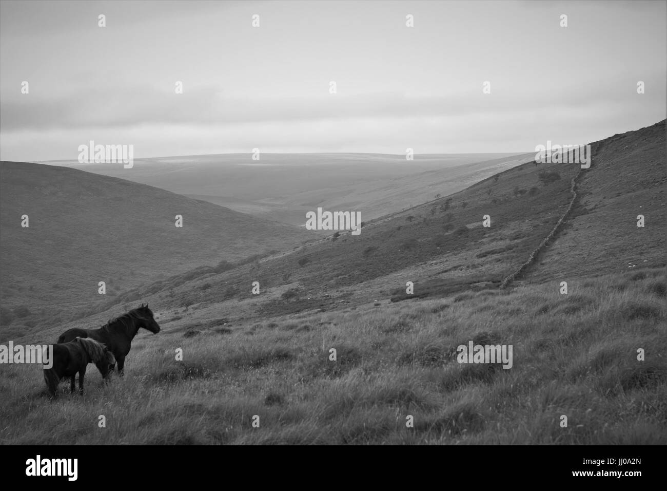 Two wild horses on Dartmoor Stock Photo Alamy