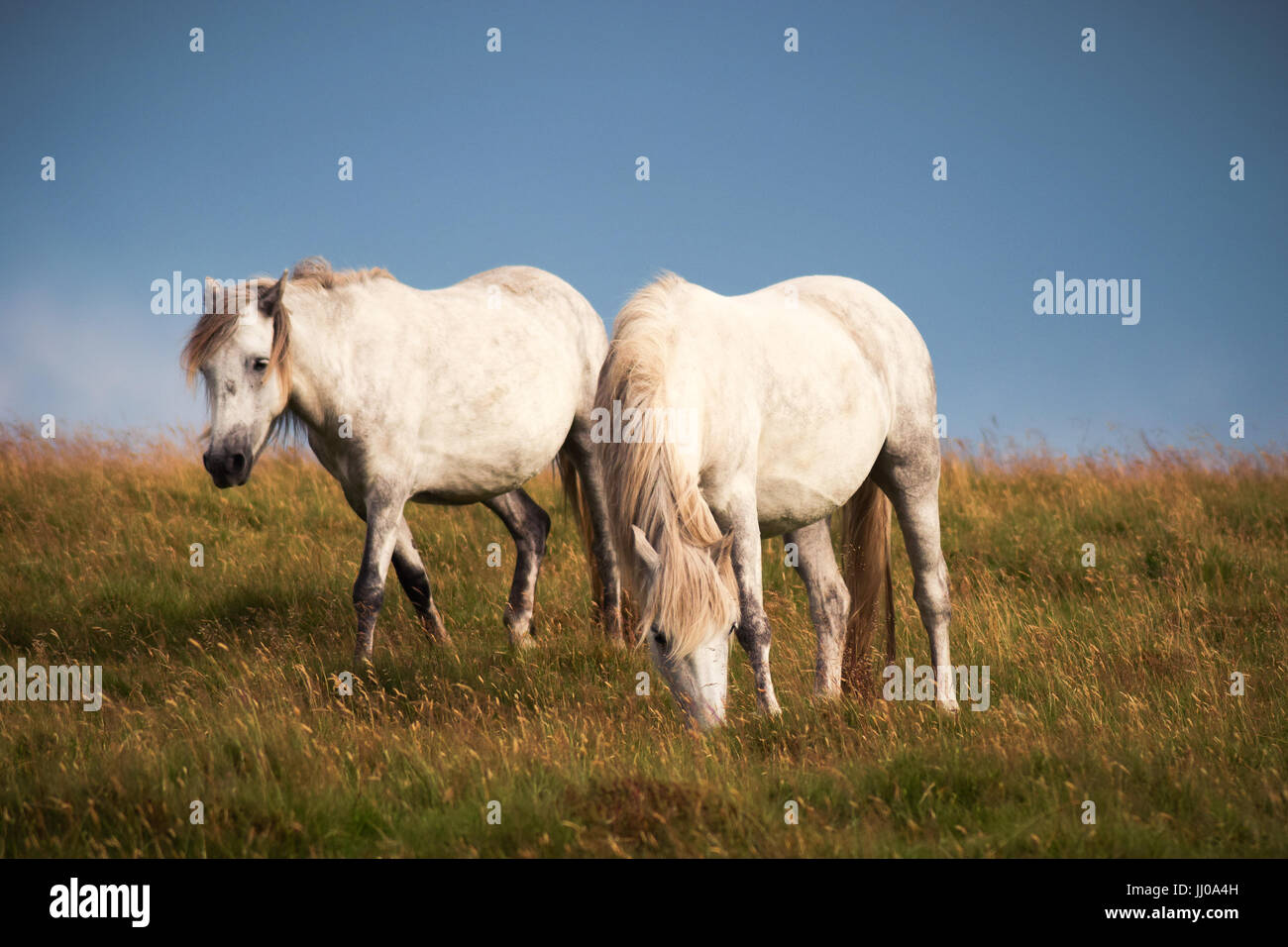 Two white wild horses of Dartmoor Stock Photo
