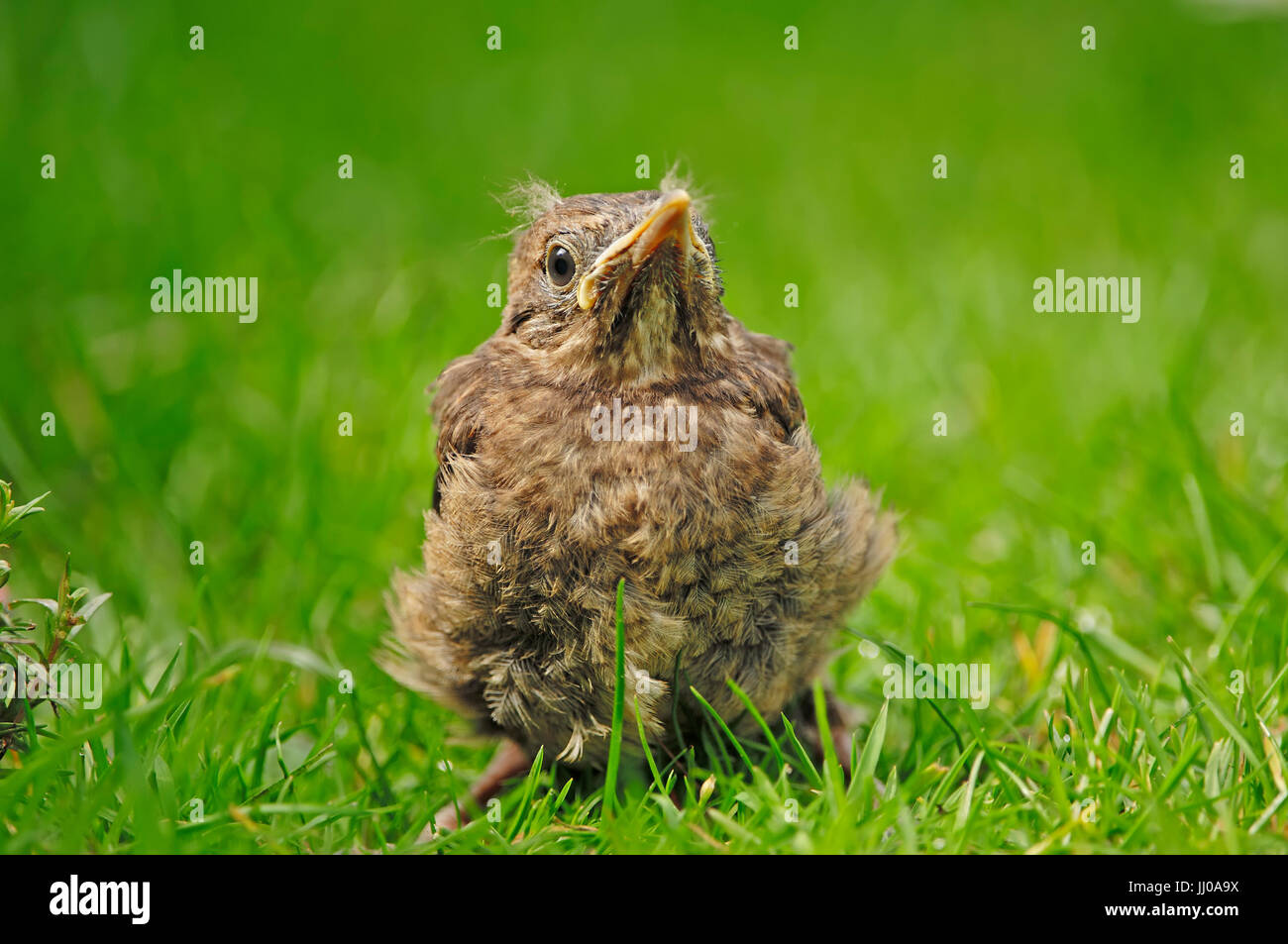 Young Blackbird, North Rhine-Westphalia, Germany / (Turdus merula) | Amsel, Jungvogel, Nordrhein-Westfalen, Deutschland / (Turdus merula) Stock Photo