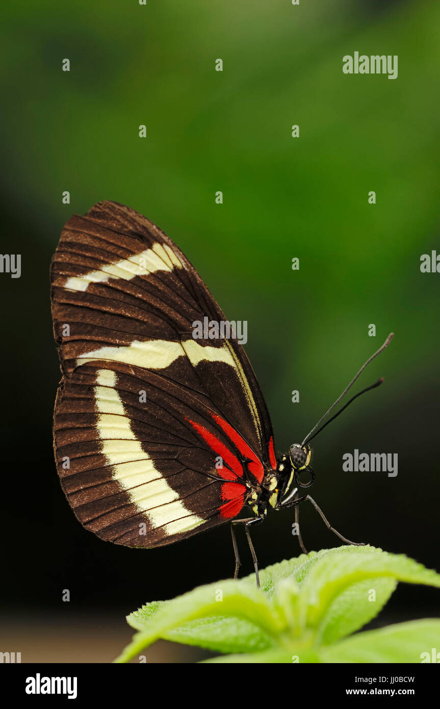 Hewitson's Longwing  / (Heliconius hewitsoni) | Passionsblumenfalter / (Heliconius hewitsoni) / Passionsfalter Stock Photo