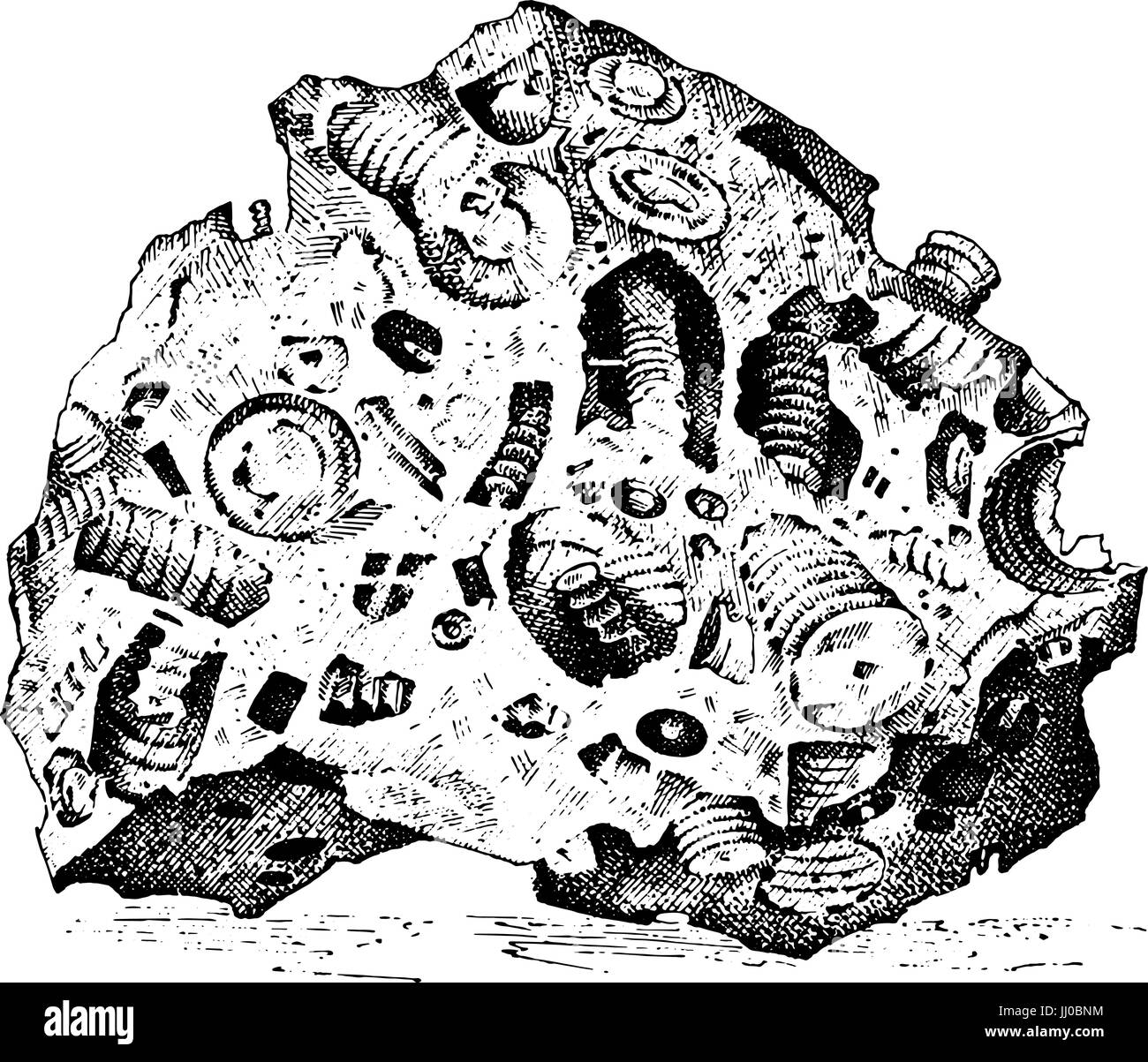 Fossilized plants, stones and minerals, crystals, prehistoric animals, archeology or paleontology. fragment fossils. engraved hand drawn in old sketch and vintage style. Stock Vector