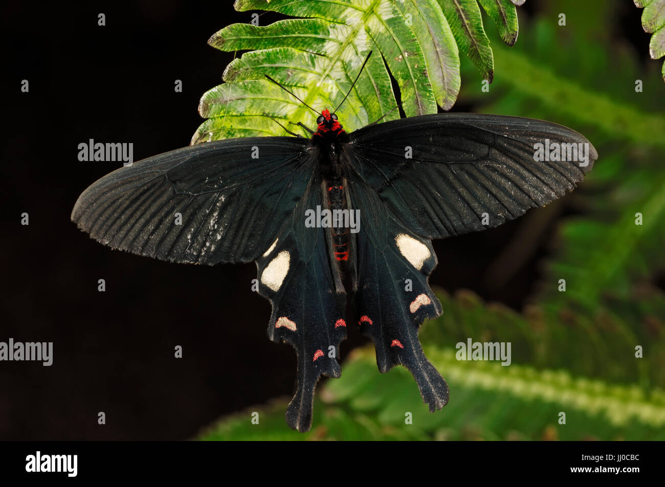 Papilio helenus helenus hires stock photography and images Alamy