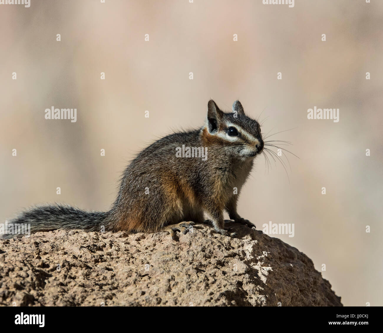 Harris' antelope Squirrels Stock Photo Alamy