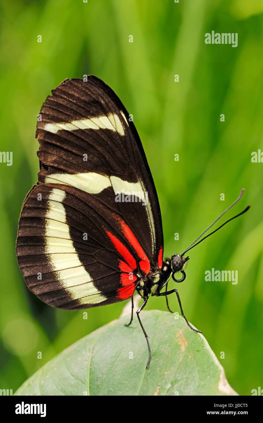 Passion Flower Butterfly / (Heliconius hewitsoni)| Gelbstreifiger Passionsblumenfalter / (Heliconius hewitsoni) / Passionsfalter Stock Photo