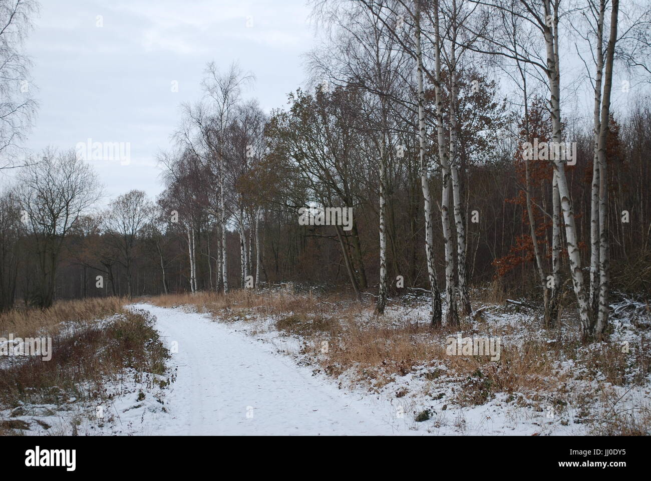 snow covered path in a wood Stock Photo - Alamy