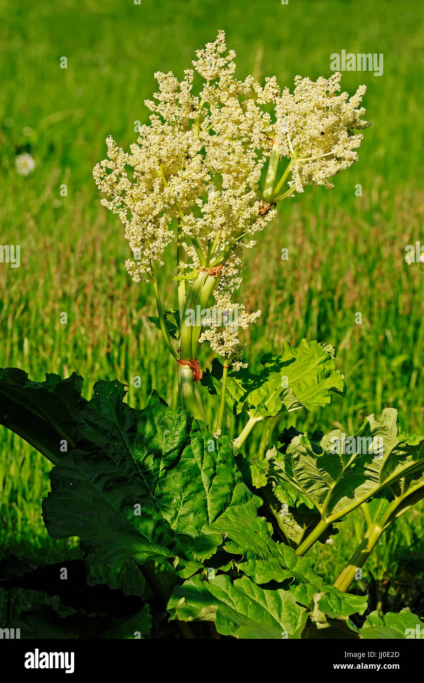Rhubarb, blooming / (Rheum rhabarbarum) | Rhabarber, bluehend / (Rheum rhabarbarum) Stock Photo