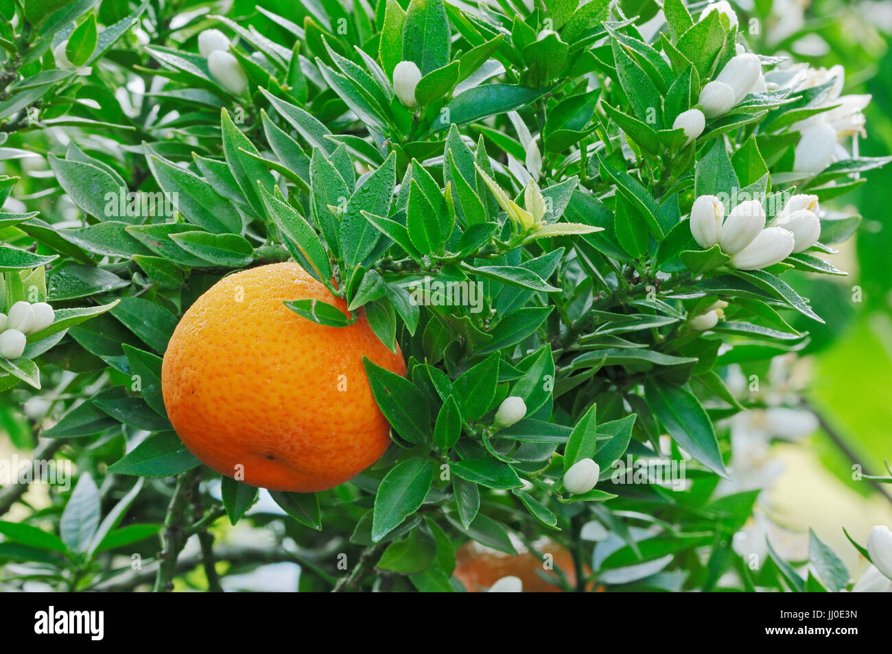 Sour Orange / (Citrus aurantium myrtifolia) | Myrtenblaettrige Orange / (Citrus aurantium myrtifolia) Stock Photo