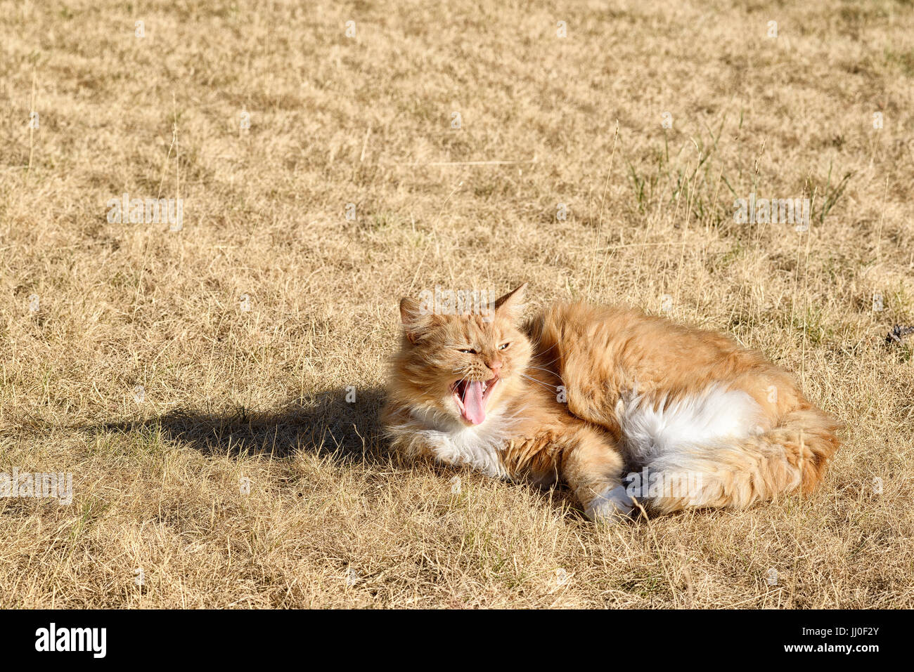 Red haired cat in the dry grass Stock Photo