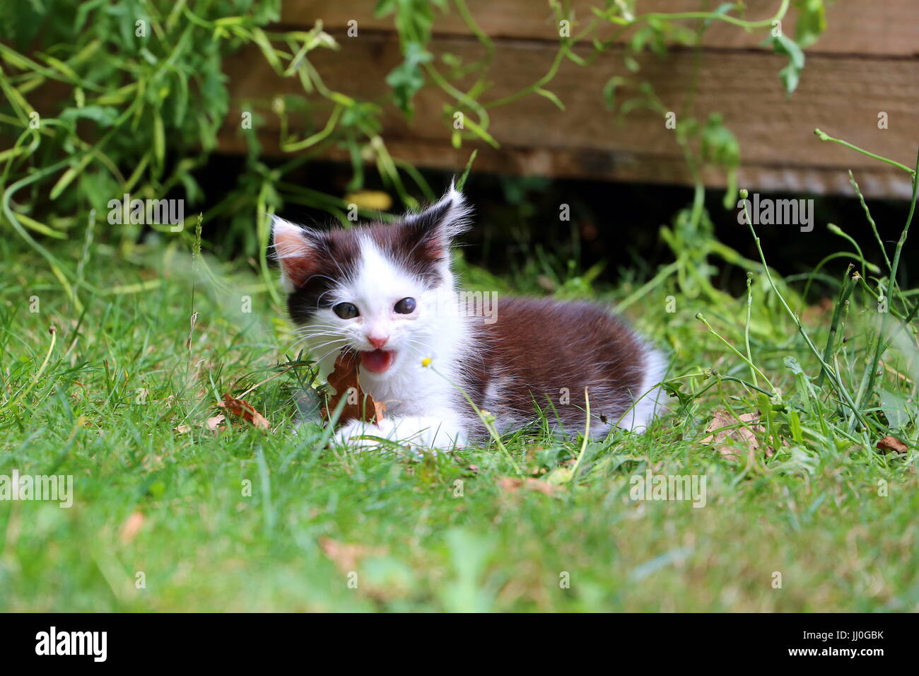Cute black and white kitten is playing in the garden Stock Photo