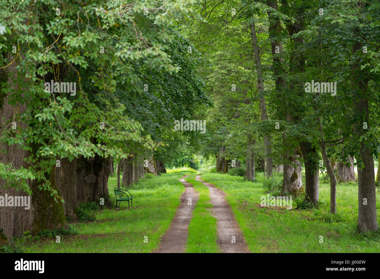 Avenue in Rosegg, Carinthia, Austria - avenue in Rosegg, Carinthia, Austria, Allee in Rosegg, Kärnten, Österreich - Avenue in Rosegg Stock Photo