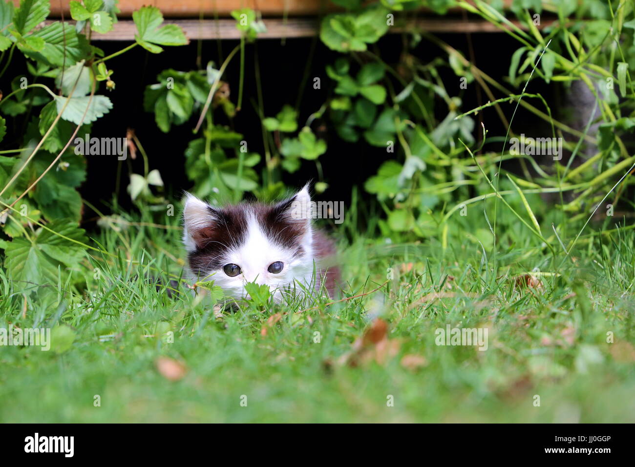 Cute black and white kitten is playing in the garden Stock Photo - Alamy