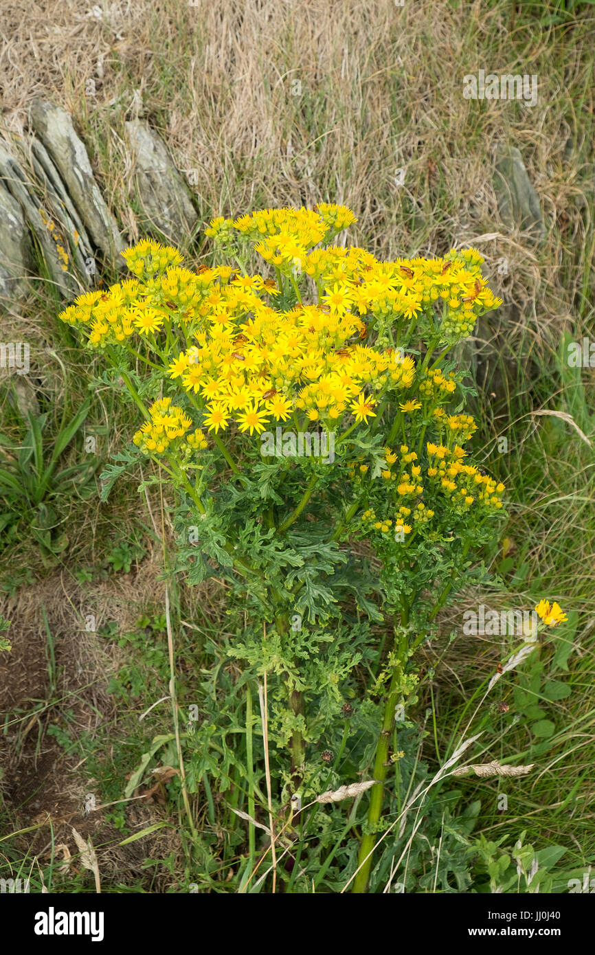 Corn Marigold growing on West pentire in Newquay, Cornwall.  Glebionis segetum. Stock Photo