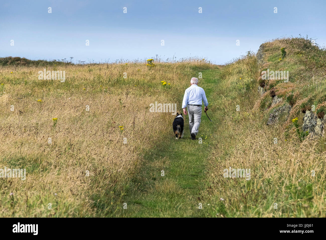 A man walking his dog through fields on West Pentire Headland in Newquay, Cornwall. Stock Photo