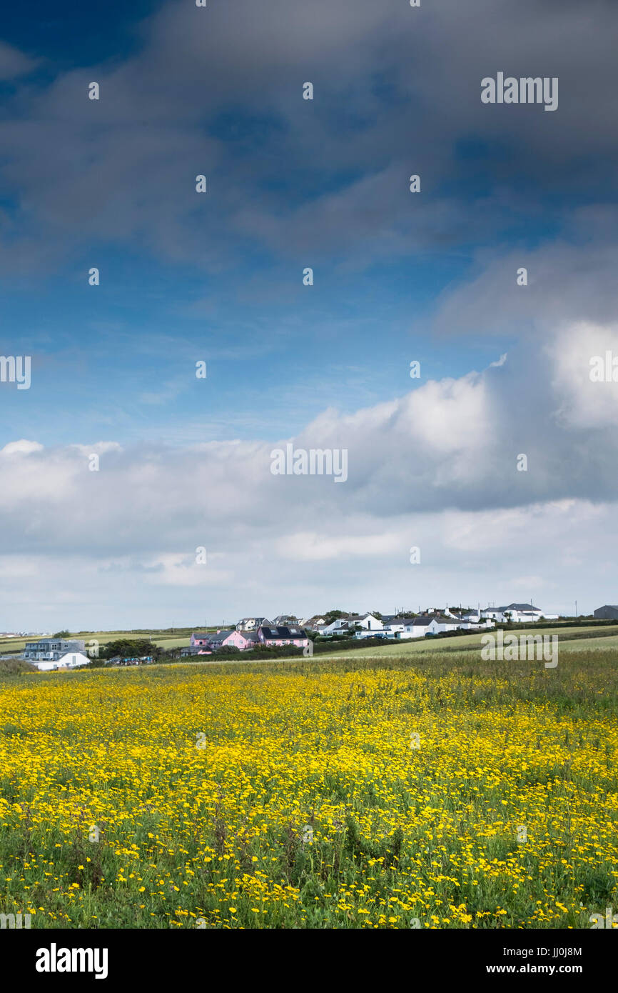 A field full of Corn Marigold on West Pentire. Glebionis segetum. Newquay, Cornwall. Stock Photo