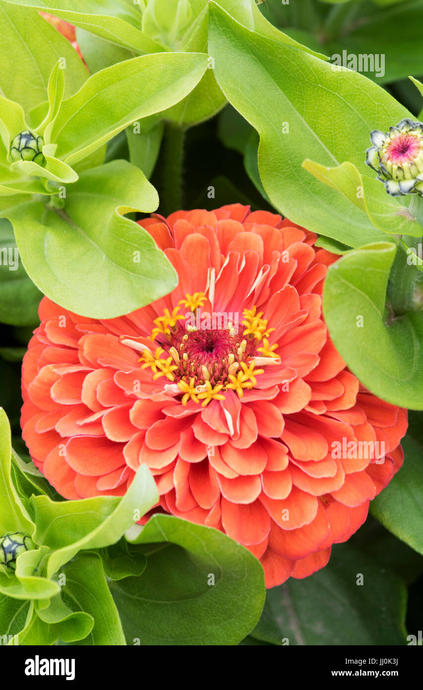 Zinnia hybrida. Zinnia elegans 'Dreamland coral' flowers Stock Photo