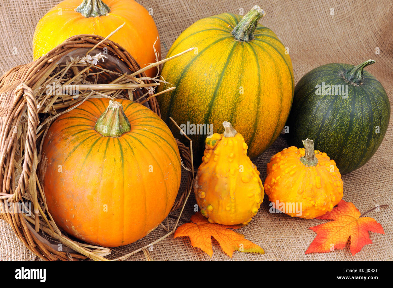 Basket Of Autumn Decoration Mini Pumpkins Stock Photo 148765536