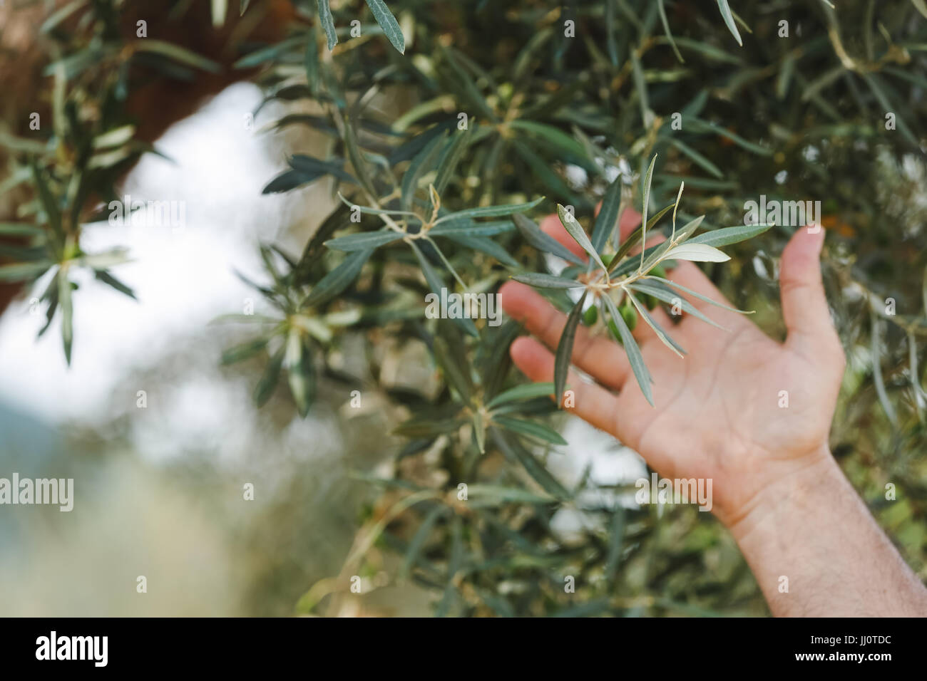 Olive picking italy hand hi-res stock photography and images - Alamy