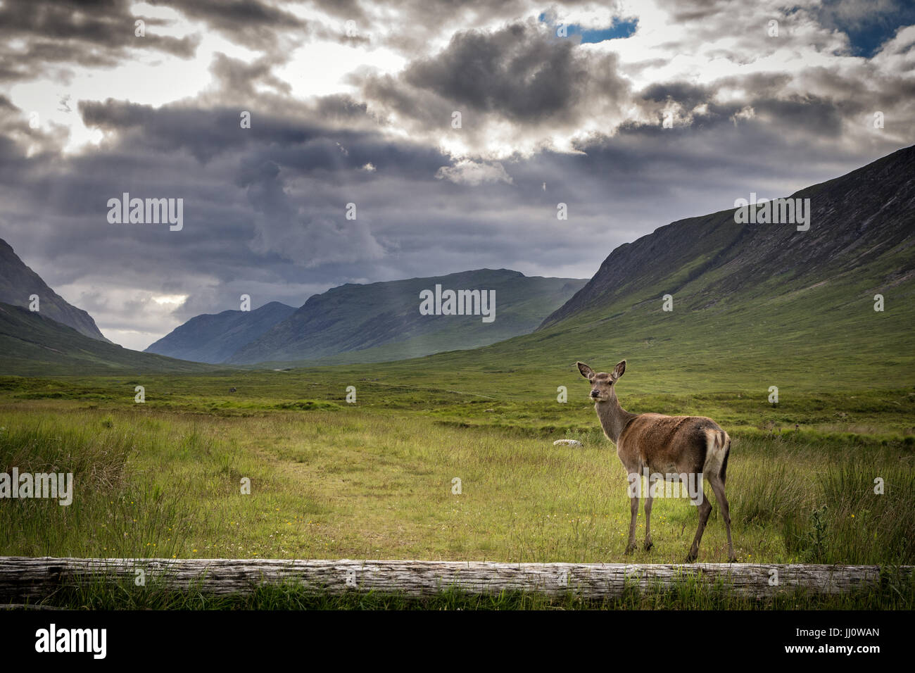 A female deer standing in the foreground of Glencoe mountains in Scotland Stock Photo