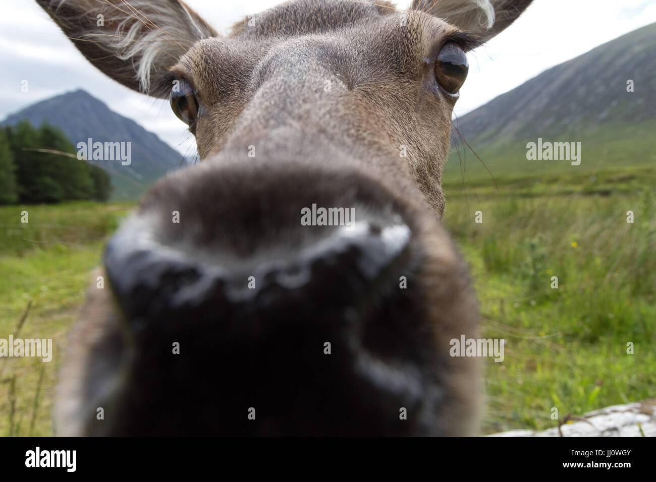 A curious female deer coming close to camera Stock Photo