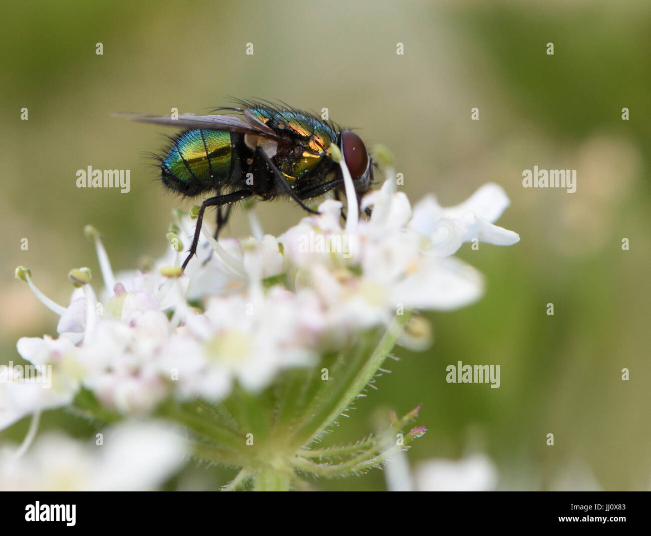 A metallic green Greenbottle fly (Lucilia species) feeds on nectar on a Hogweed (Heracleum sphondylium) flower. Bedgebury Forest, Kent, UK. Stock Photo