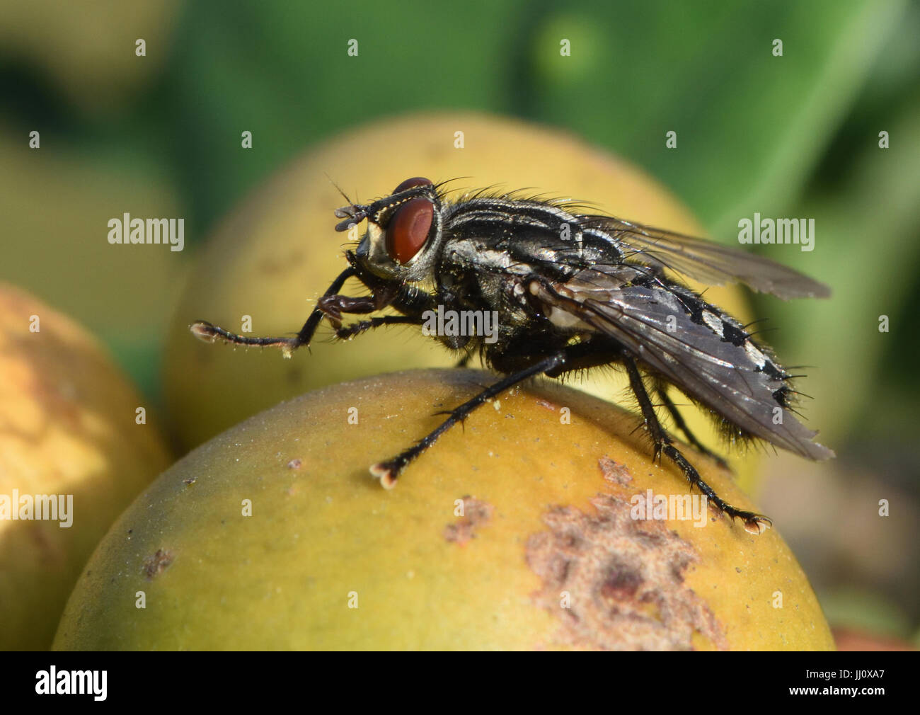 Black Fly with Red Eyes and Red Legs