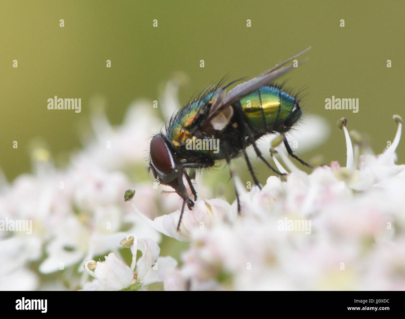 A metallic green Greenbottle fly (Lucilia species) feeds on nectar on a Hogweed (Heracleum sphondylium) flower. Bedgebury Forest, Kent, UK. Stock Photo