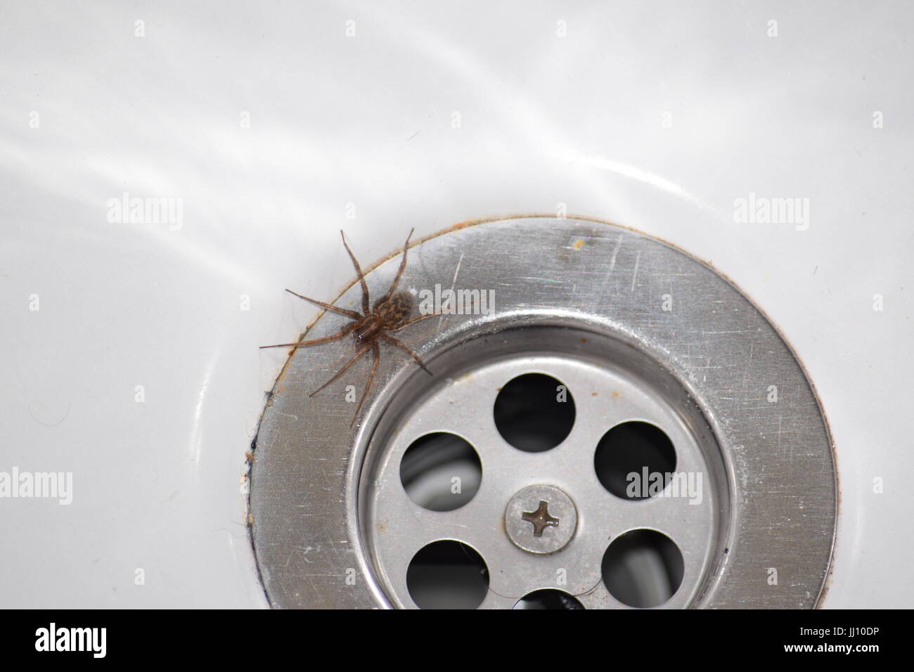 Spider at the drain Stock Photo Alamy
