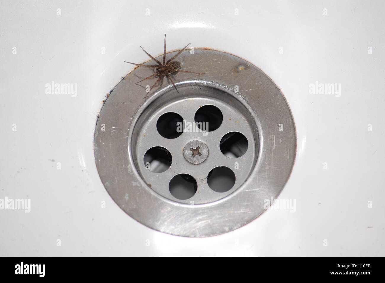 Can Spiders Survive Down The Drain at Kimberly Wiggins blog
