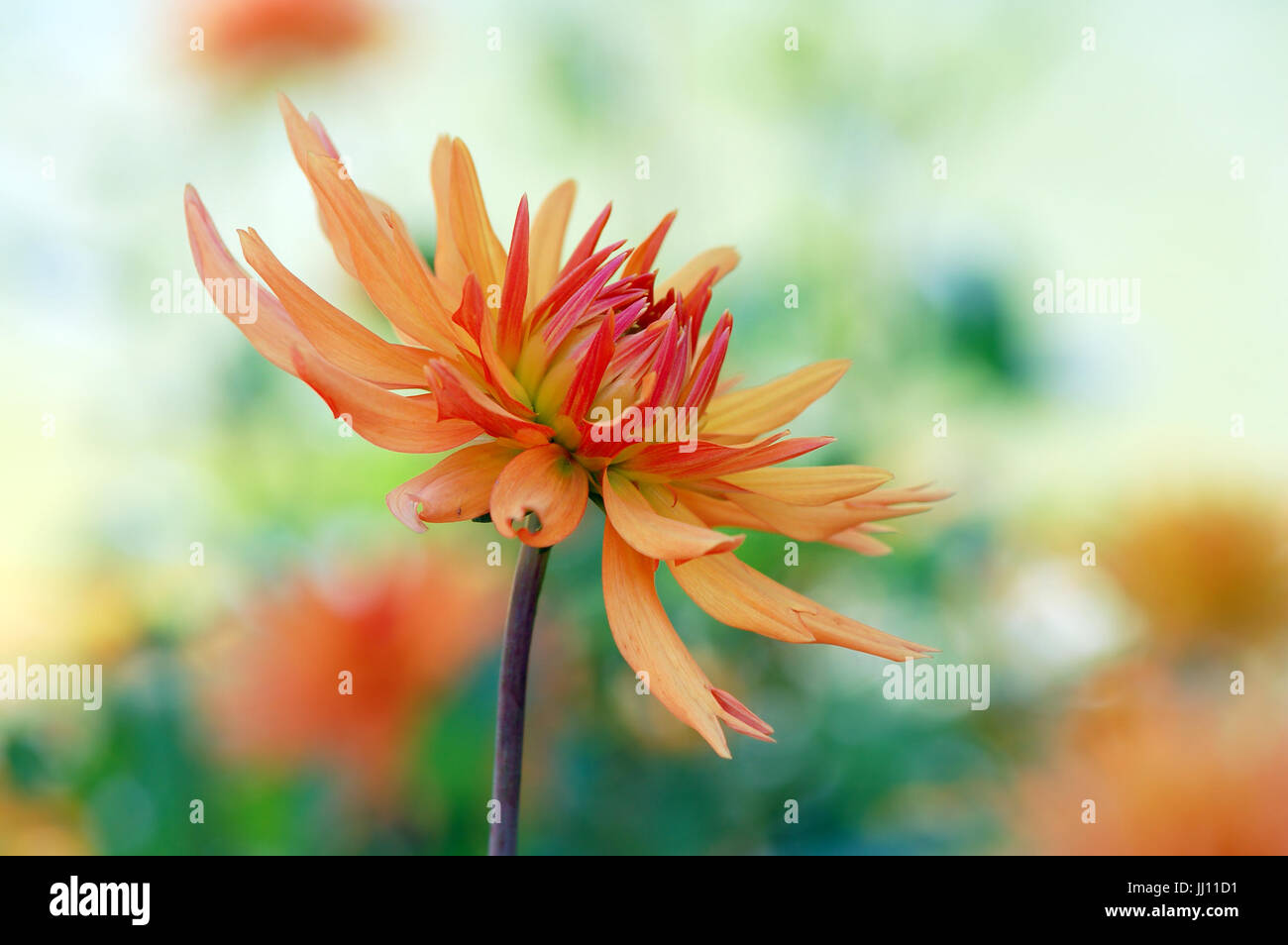 orange dahlia blossom in summer and autumn time Stock Photo