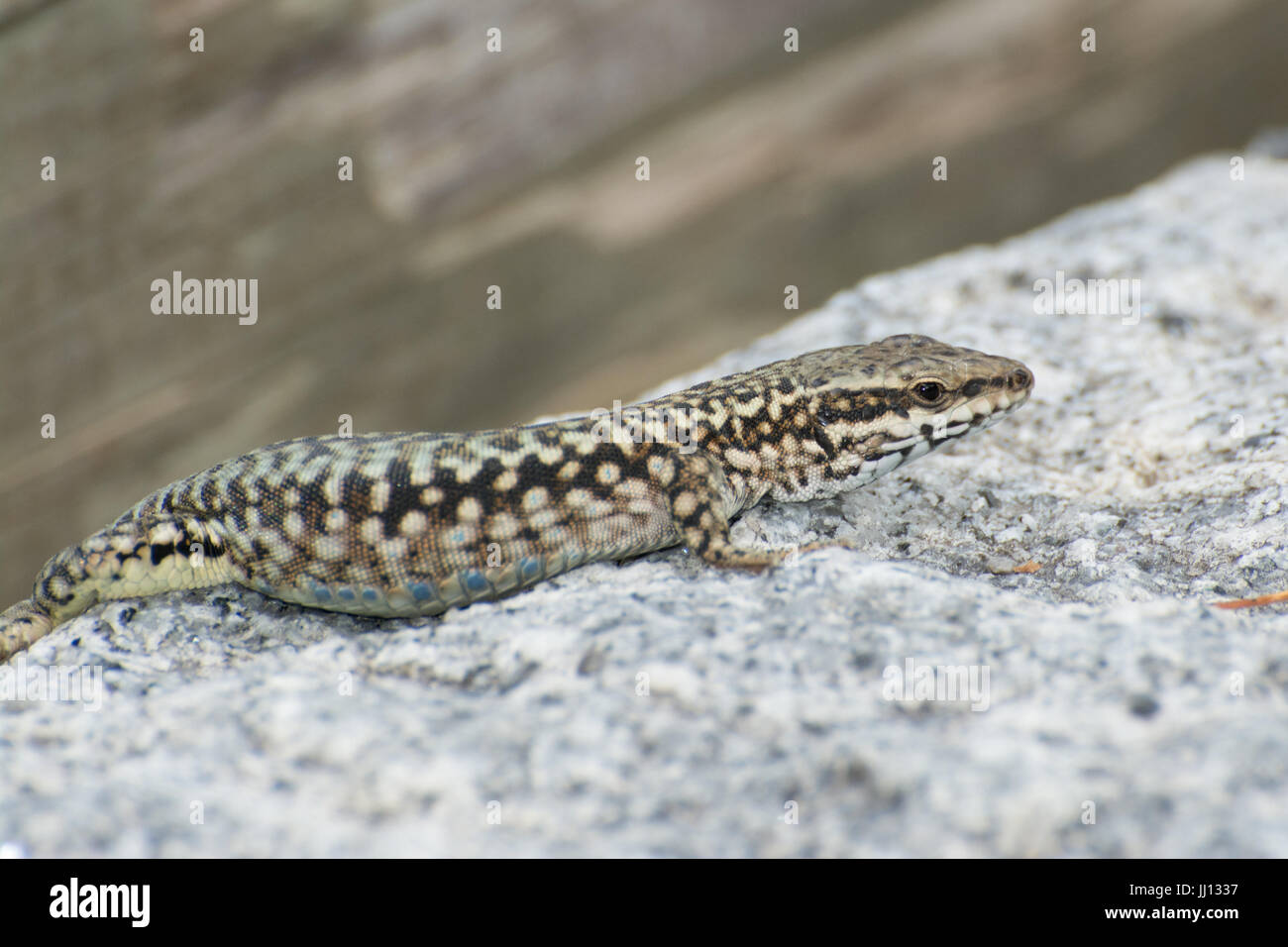 Close-up of a common wall lizard (Podarcis muralis) in France, Europe Stock Photo