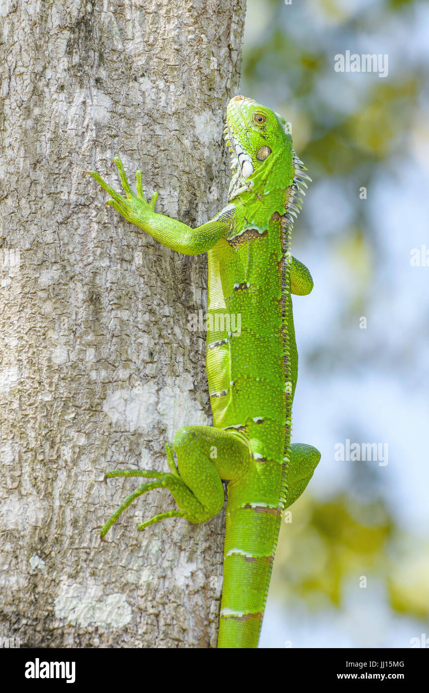Green lizard on a tree trunk on nature. Vivid green lizard known as