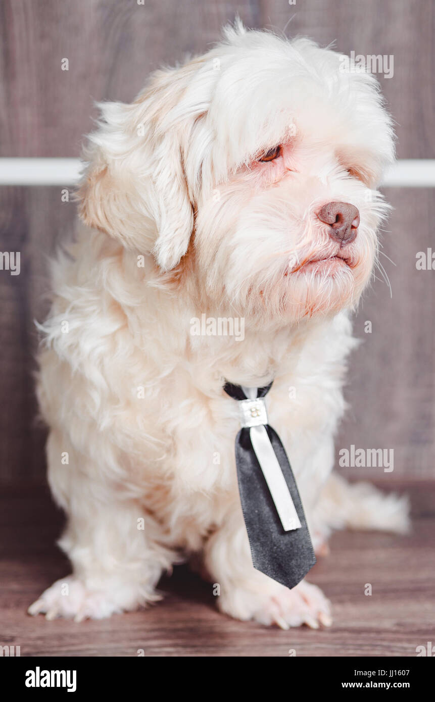 Standing white Lhasa Apso dog wearing a tie. Dog looking to the right. Stock Photo