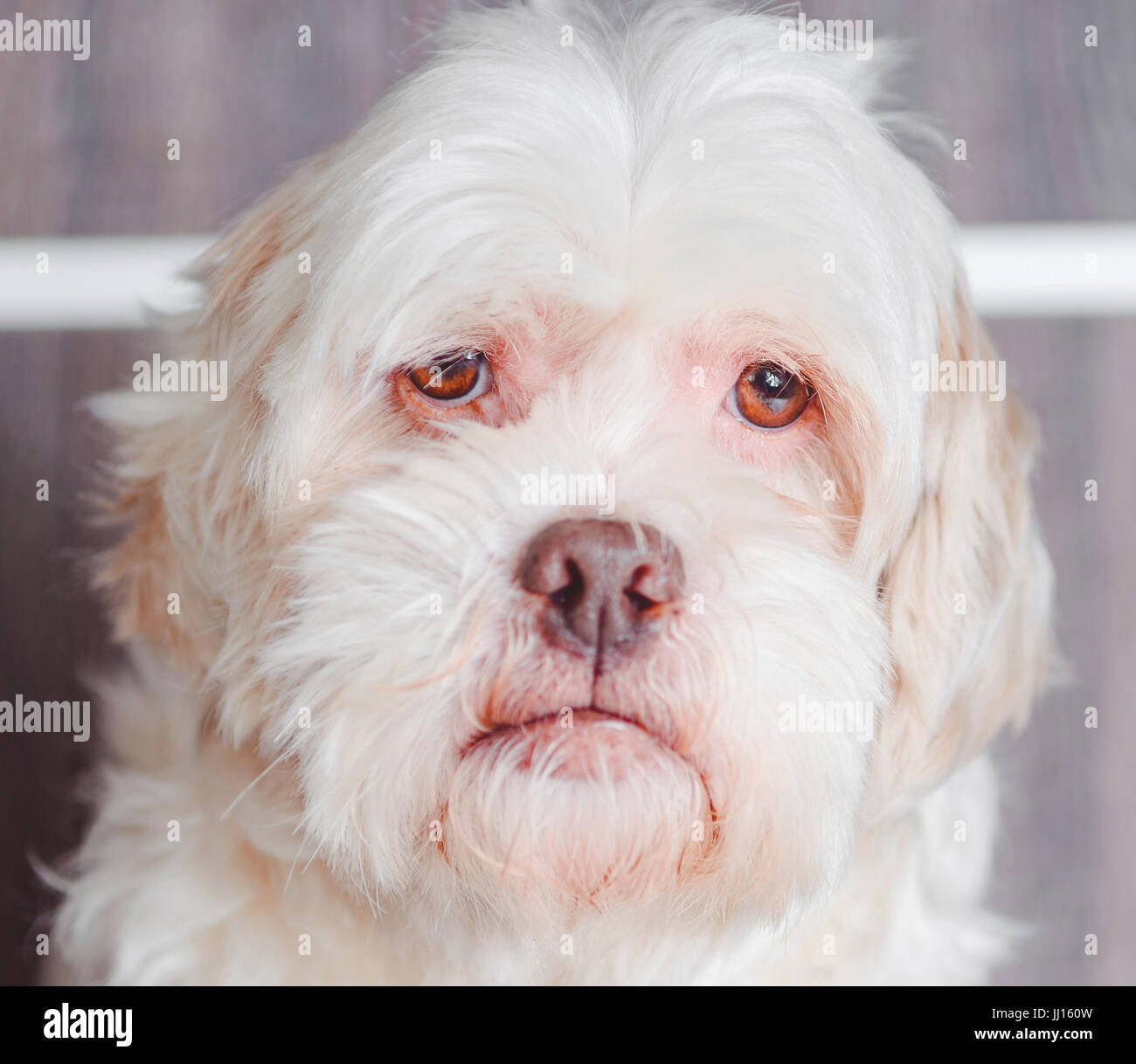 Portrait of a white Lhasa Apso dog. Dog with expression serious or sad. Stock Photo