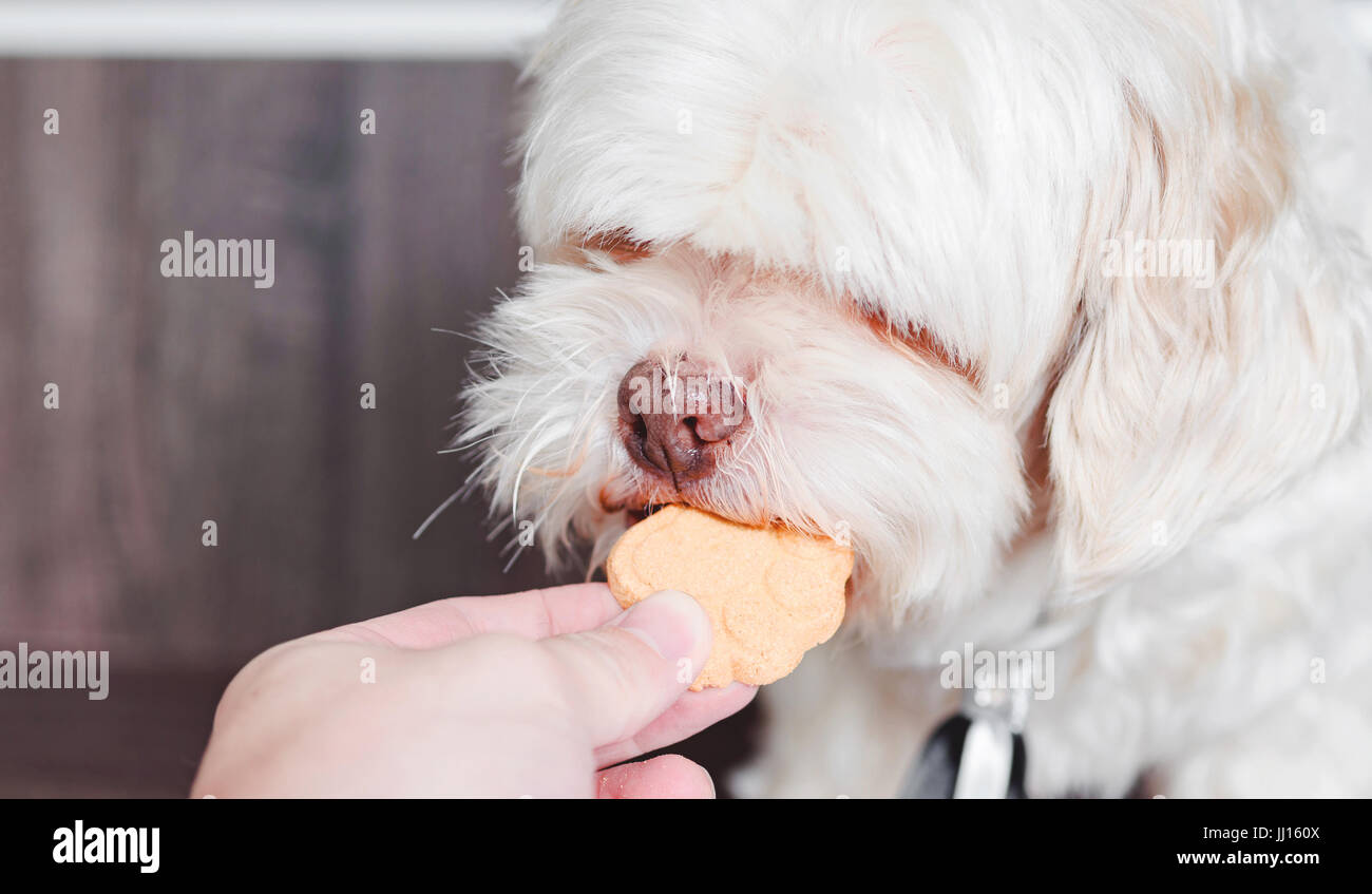 Hand giving a white lhasa apso dog a cracker. Stock Photo