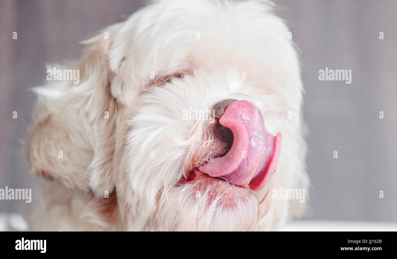 White lhasa apso dog with tongue out, licking lips. Stock Photo