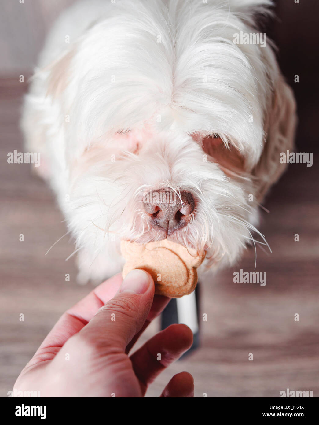 Owner giving a white lhasa apso dog a delicious cracker. Stock Photo