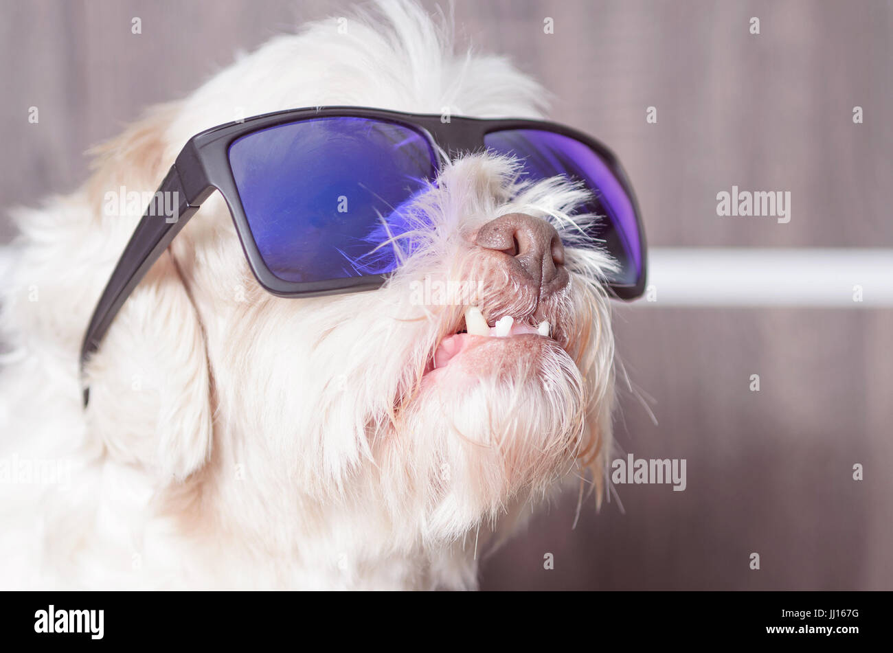 Lhasa apso dog wearing blue mirrored sunglasses, looking up with teeth out Stock Photo