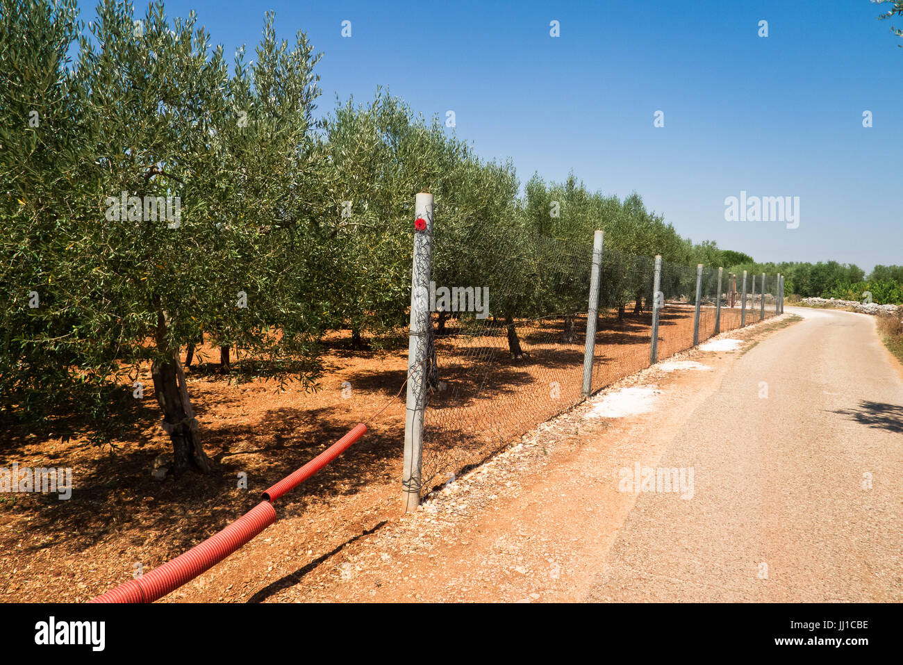 Olive grove with country road under sunny summer day in Puglia. Stock Photo